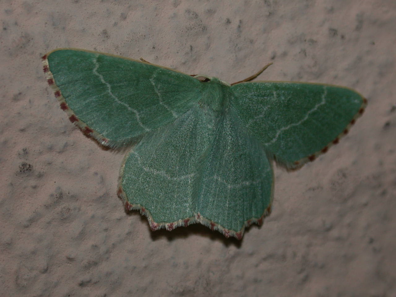 Thalera fimbrialis